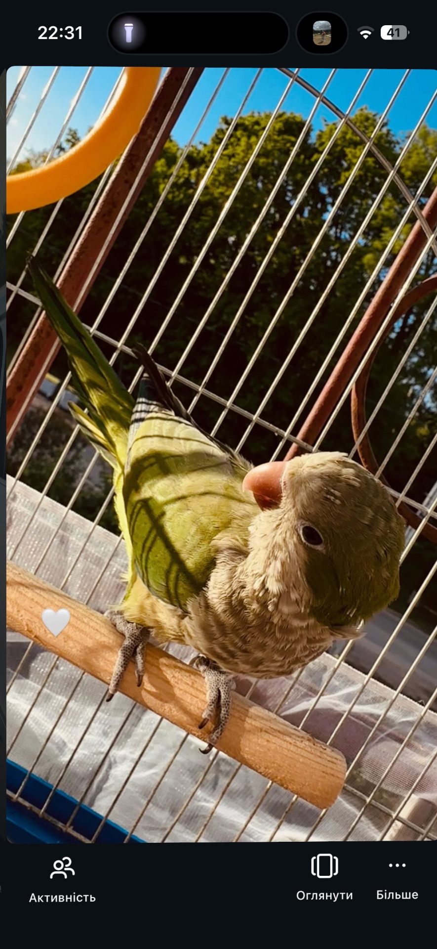 Продам папугу монаха (квакера) 🦜