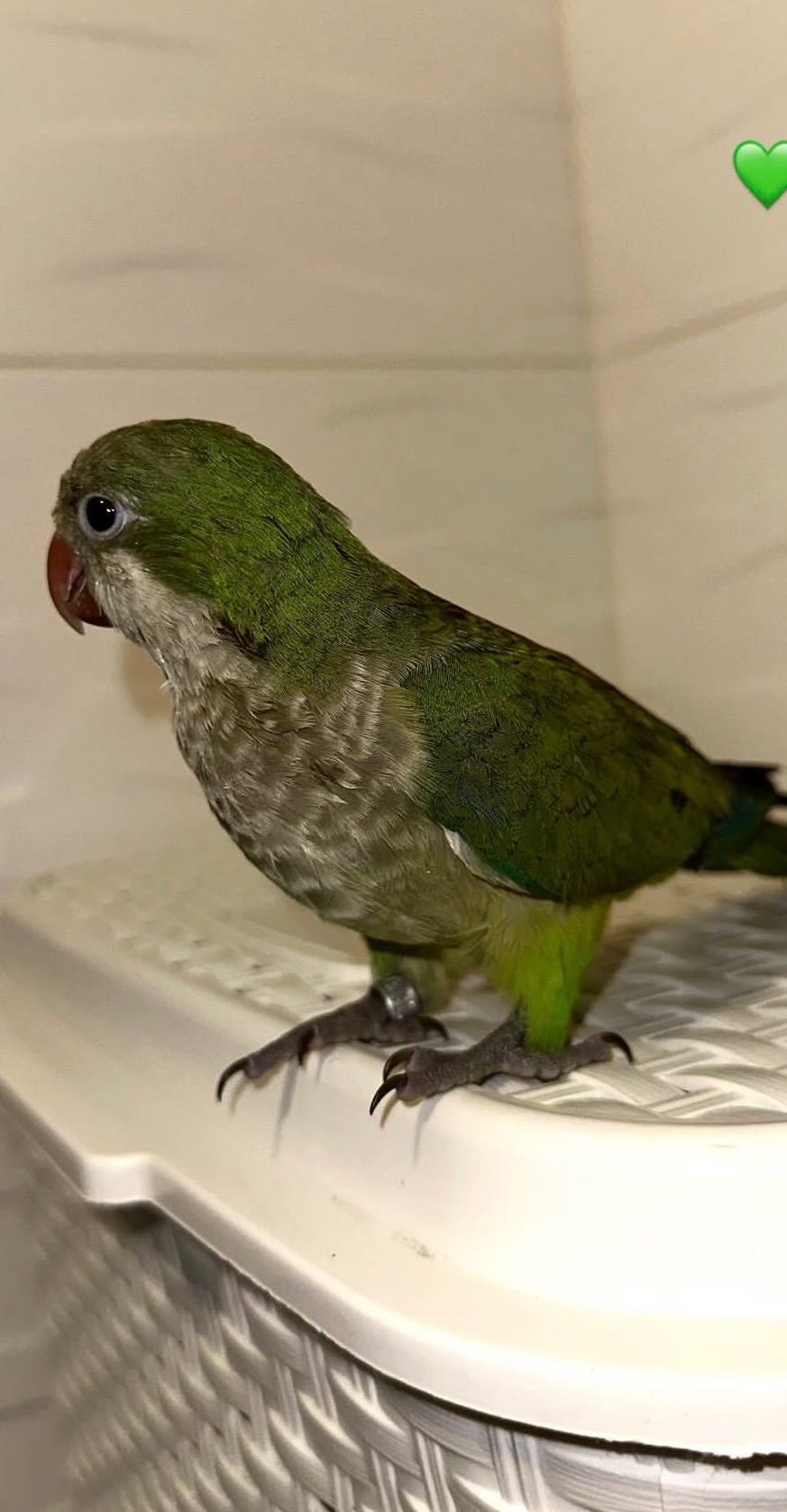 Продам папугу монаха (квакера) 🦜