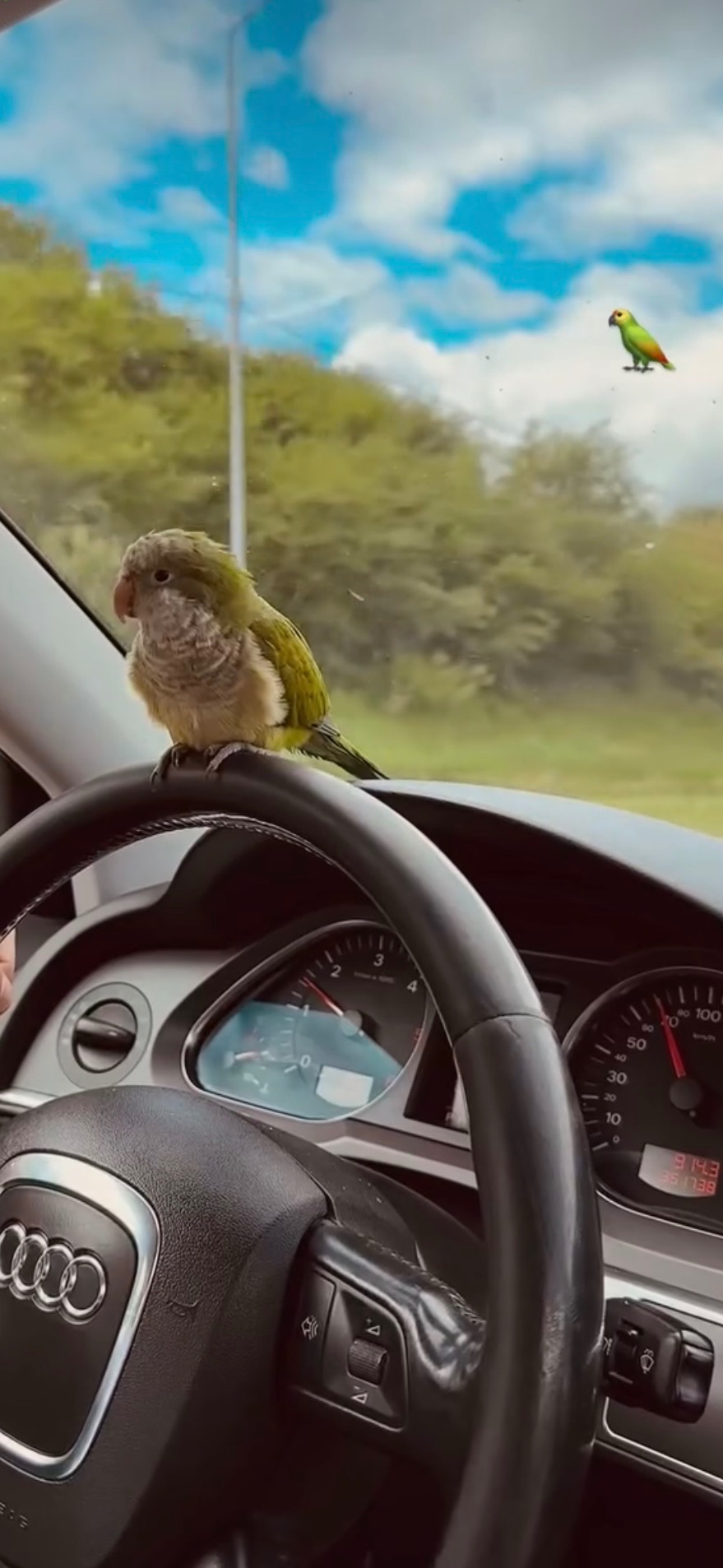 Продам папугу монаха (квакера) 🦜