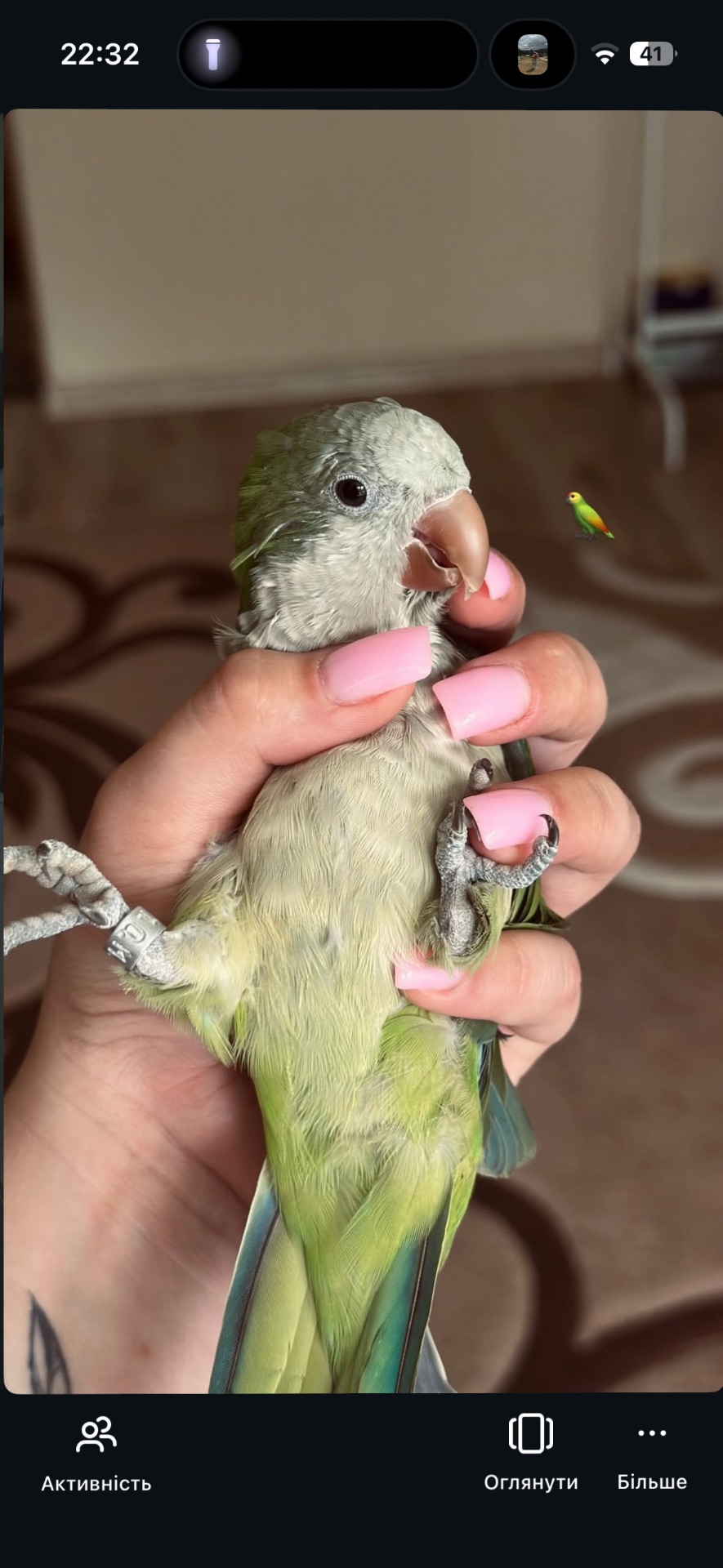 Продам папугу монаха (квакера) 🦜