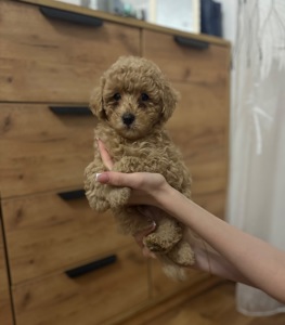 Цуценя той пуделя