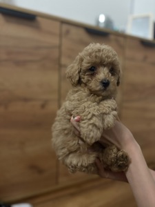 Цуценя той пуделя