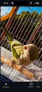 Продам папугу монаха (квакера) 🦜