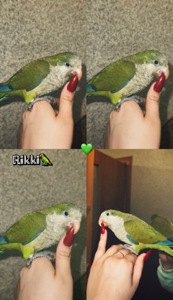 Продам папугу монаха (квакера) 🦜