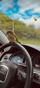 Продам папугу монаха (квакера) 🦜