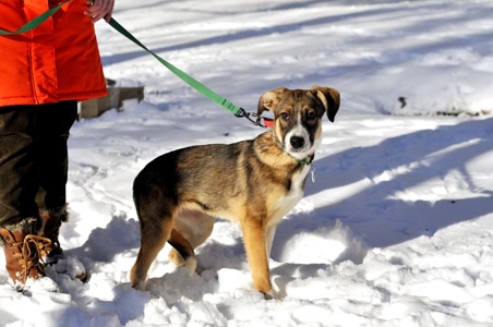 Цуценя Тері, дівчинка