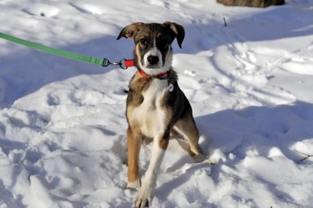 Цуценя Тері, дівчинка