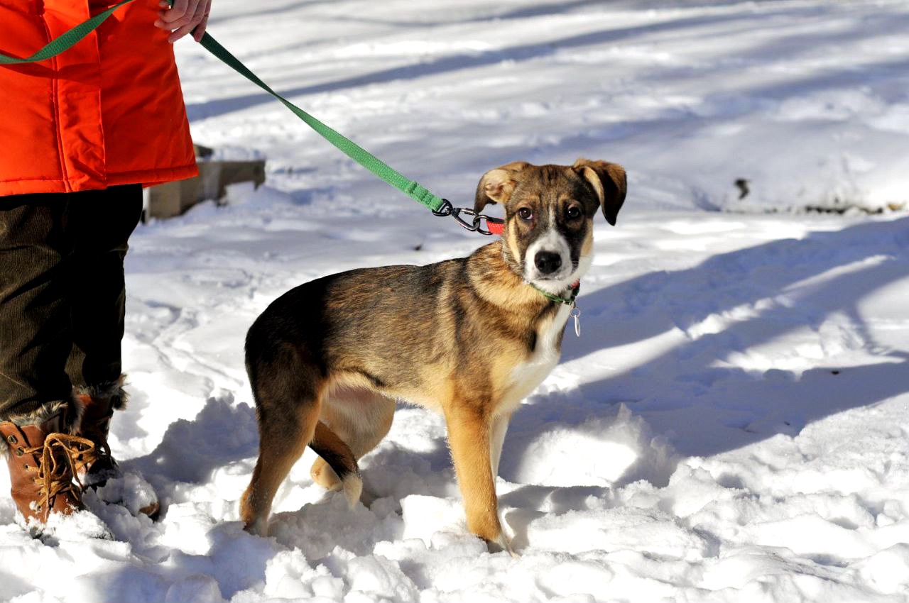 Цуценя Тері, дівчинка