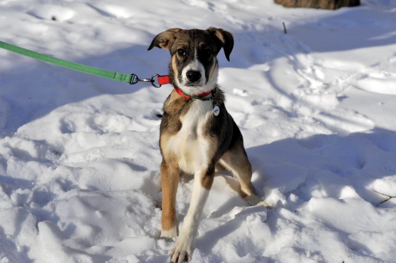 Цуценя Тері, дівчинка