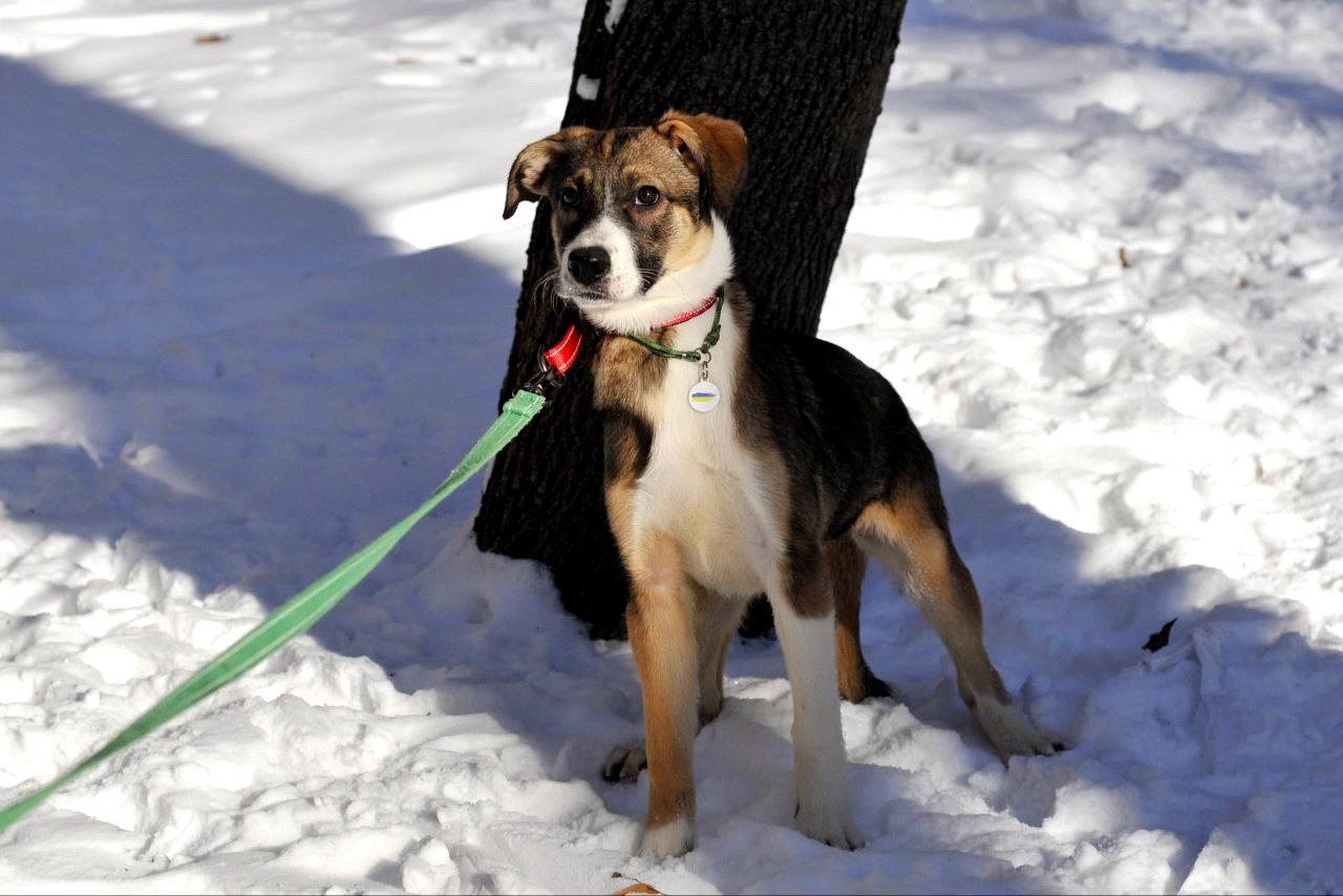 Цуценя Тері, дівчинка