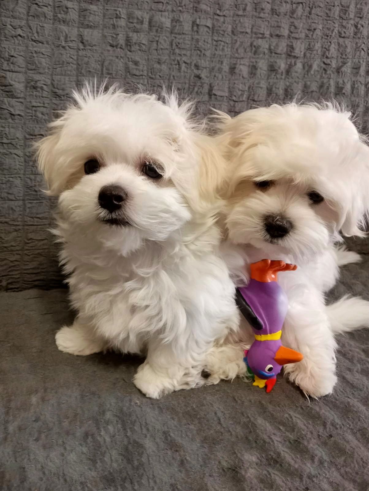 Щенки Мальтийской болонки, Мальтезе ПРЕМИУМ!