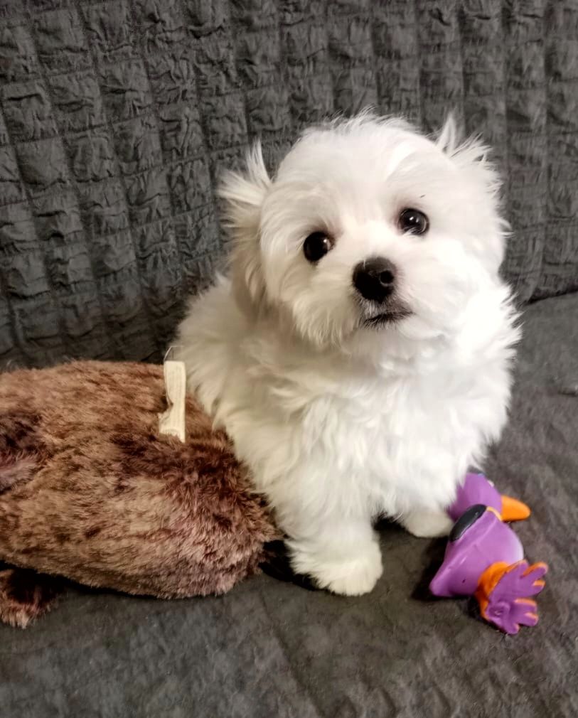 Щенки Мальтийской болонки, Мальтезе ПРЕМИУМ!