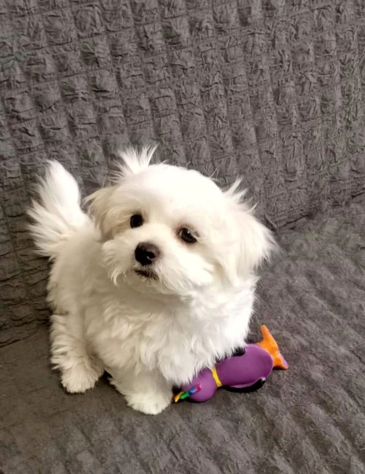 Щенки Мальтийской болонки, Мальтезе ПРЕМИУМ!