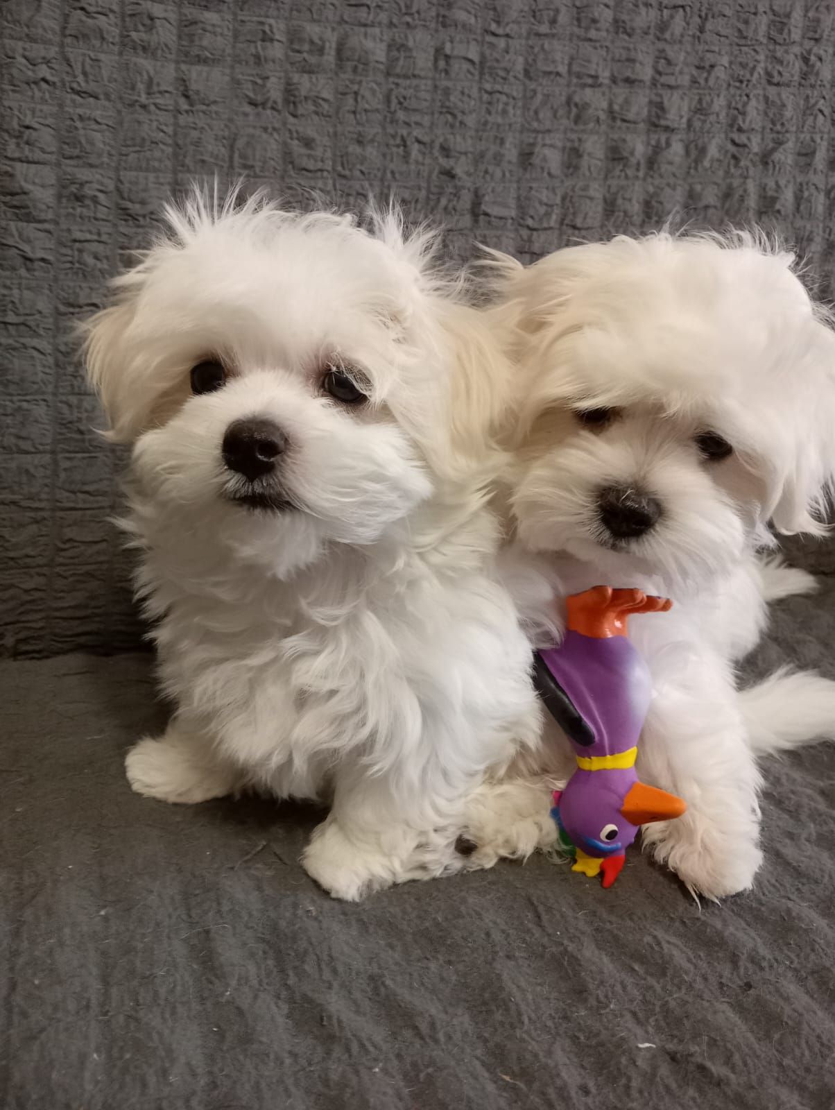 Щенки Мальтийской болонки, Мальтезе ПРЕМИУМ!