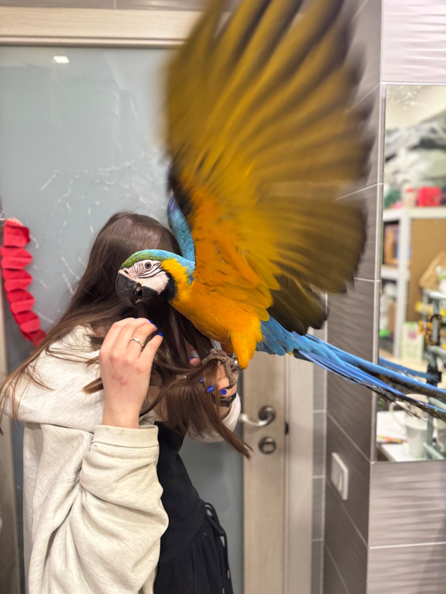 Пташеня Ара, найбільший папуга в світі