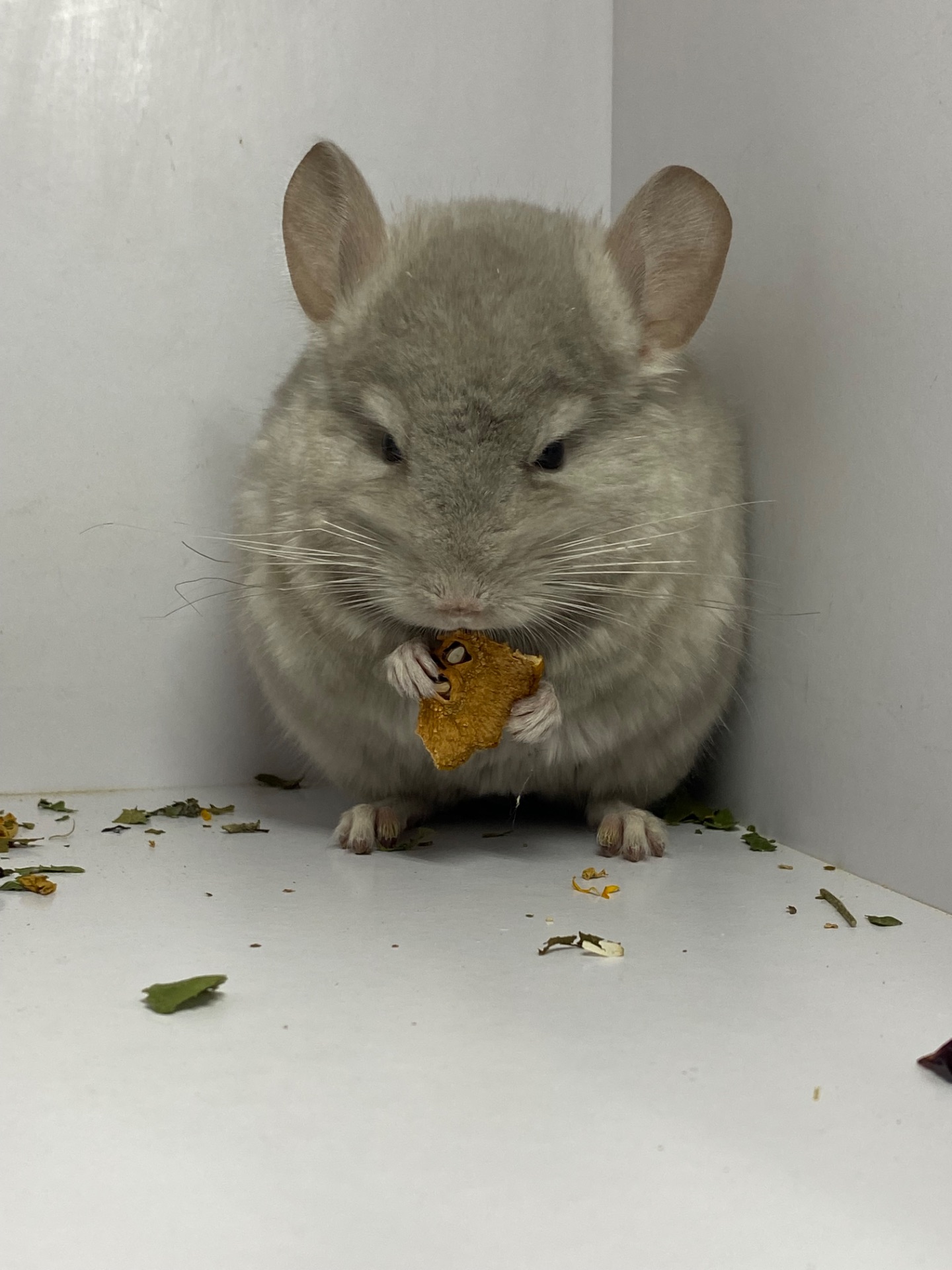 Шиншилла беж мальчик