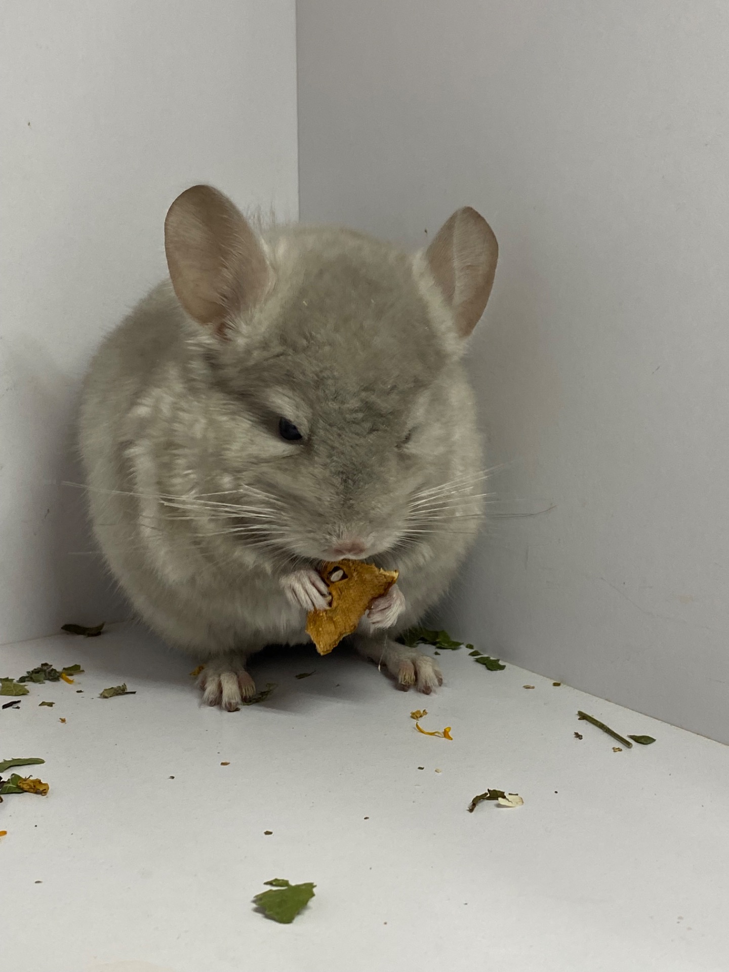 Шиншилла беж мальчик