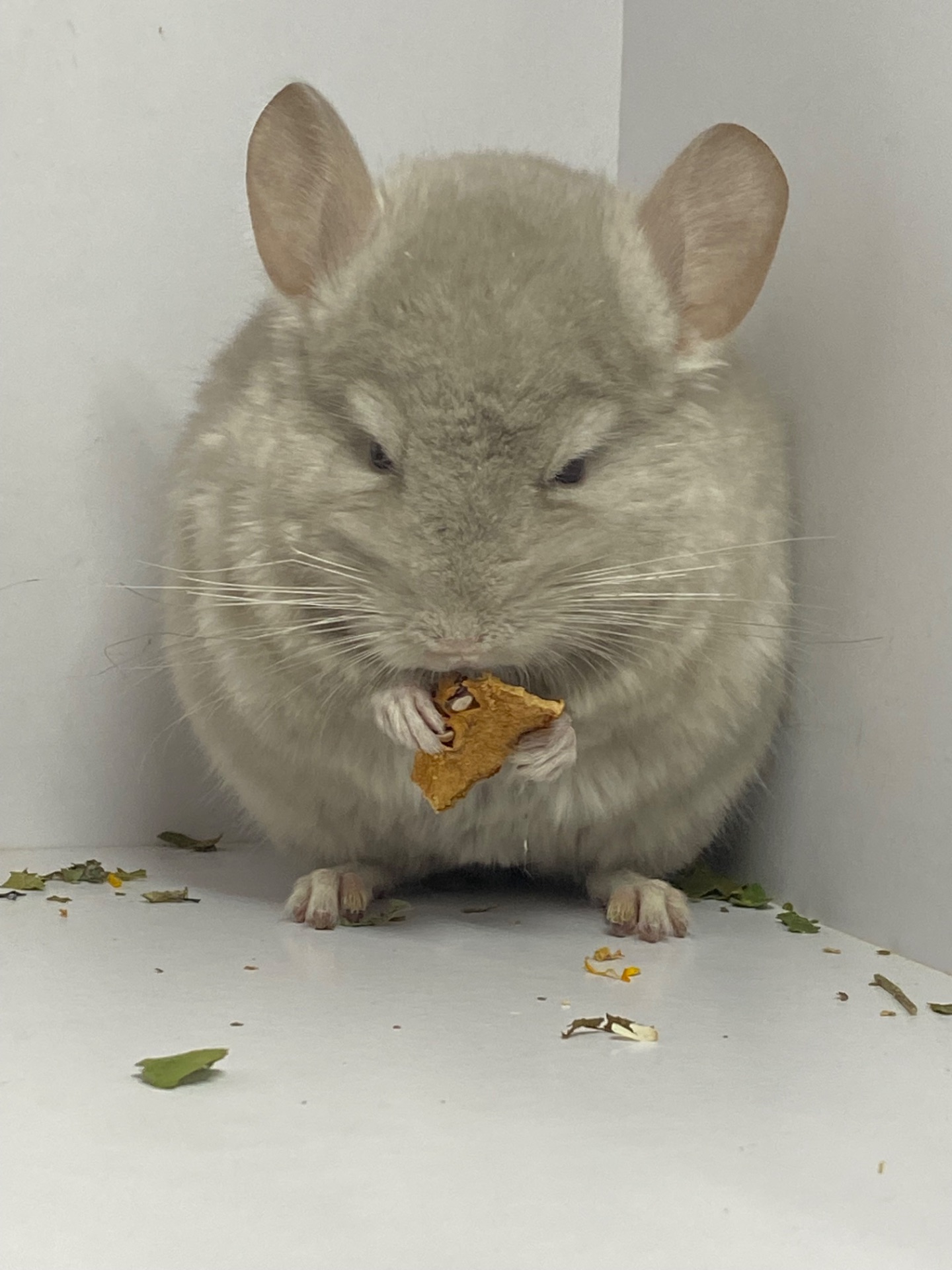 Шиншилла беж мальчик