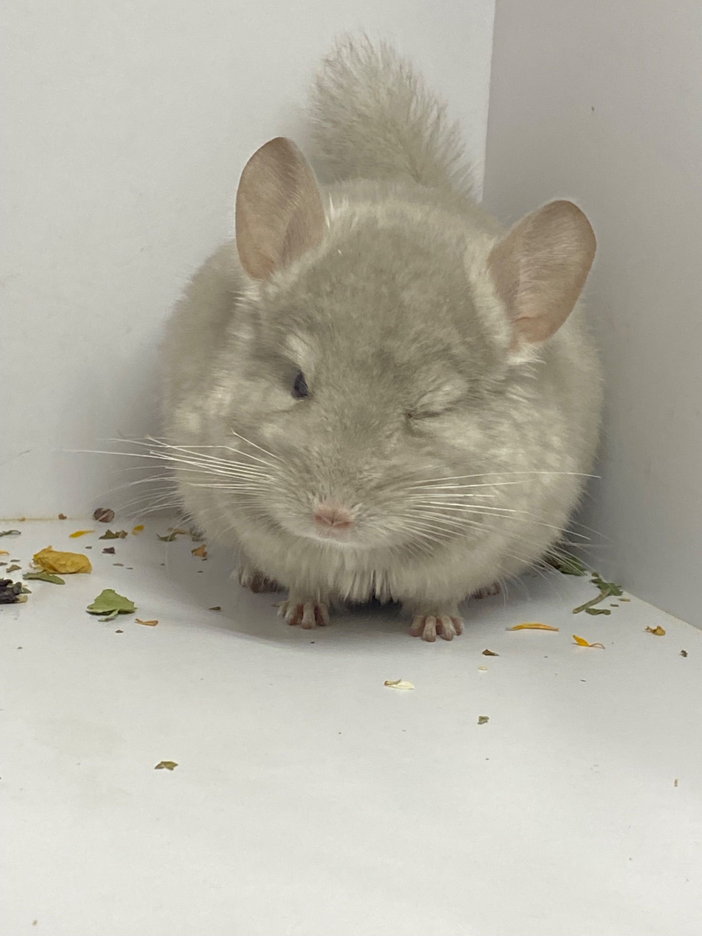 Шиншилла беж мальчик