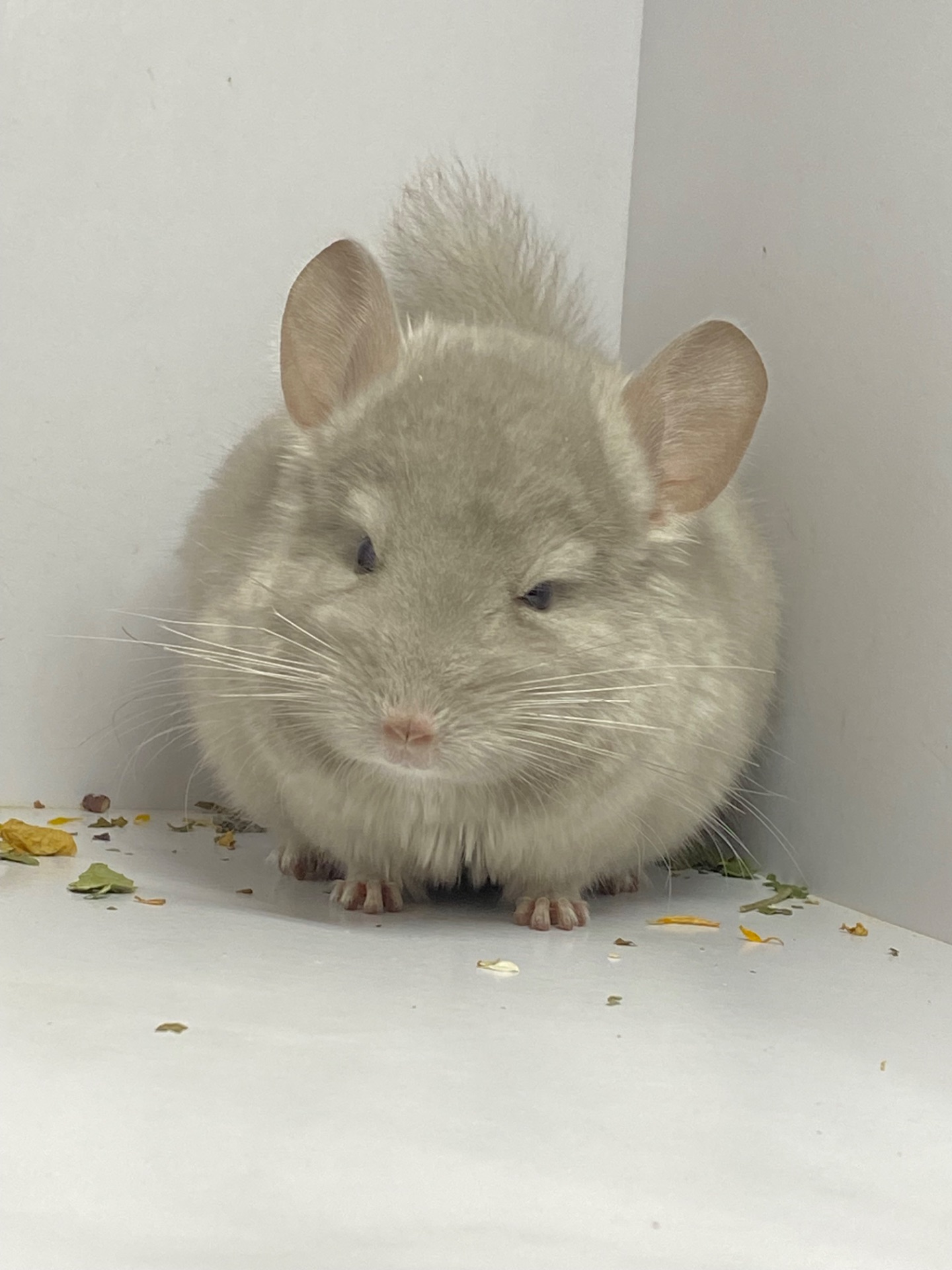 Шиншилла беж мальчик