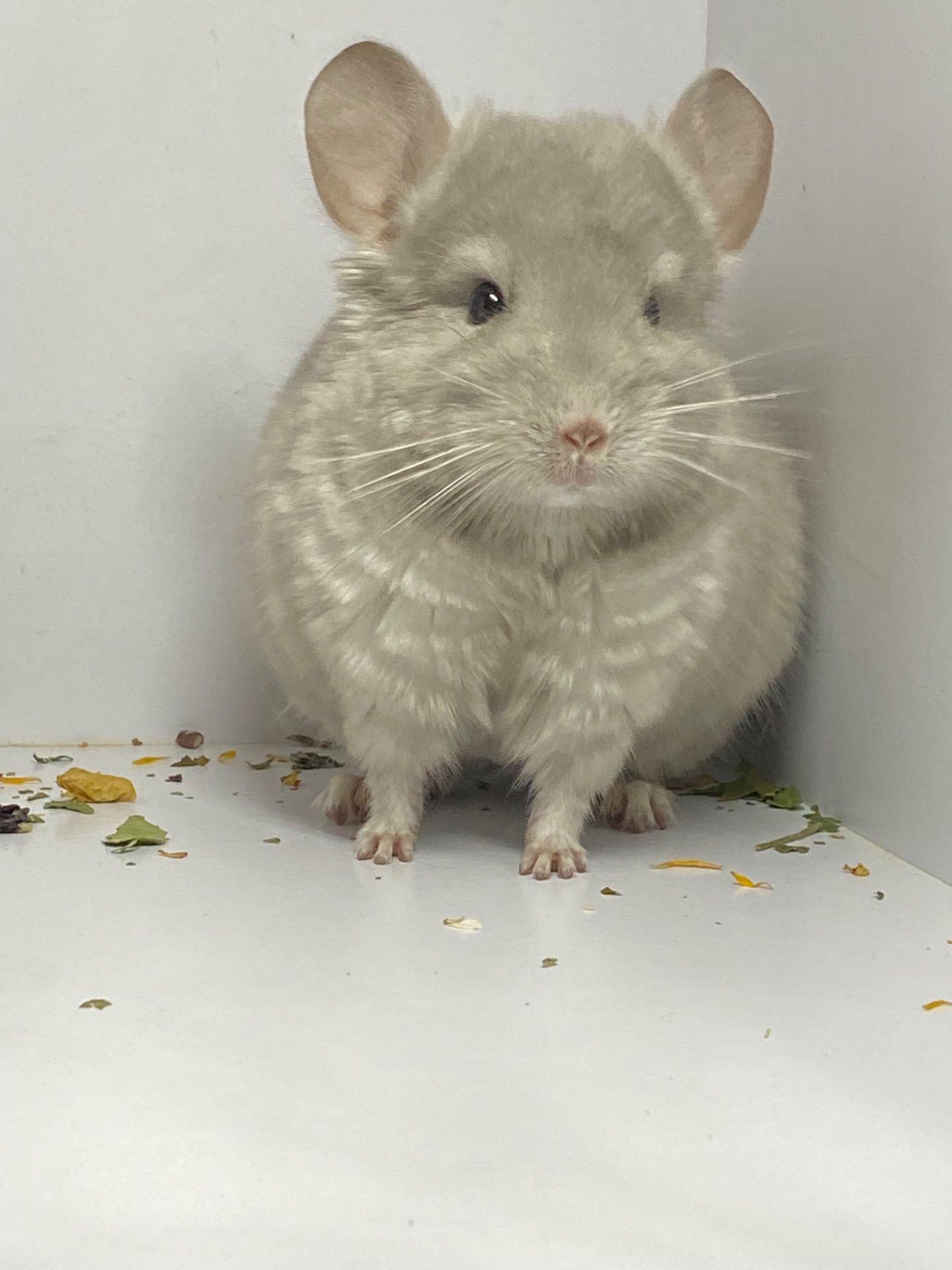 Шиншилла беж мальчик