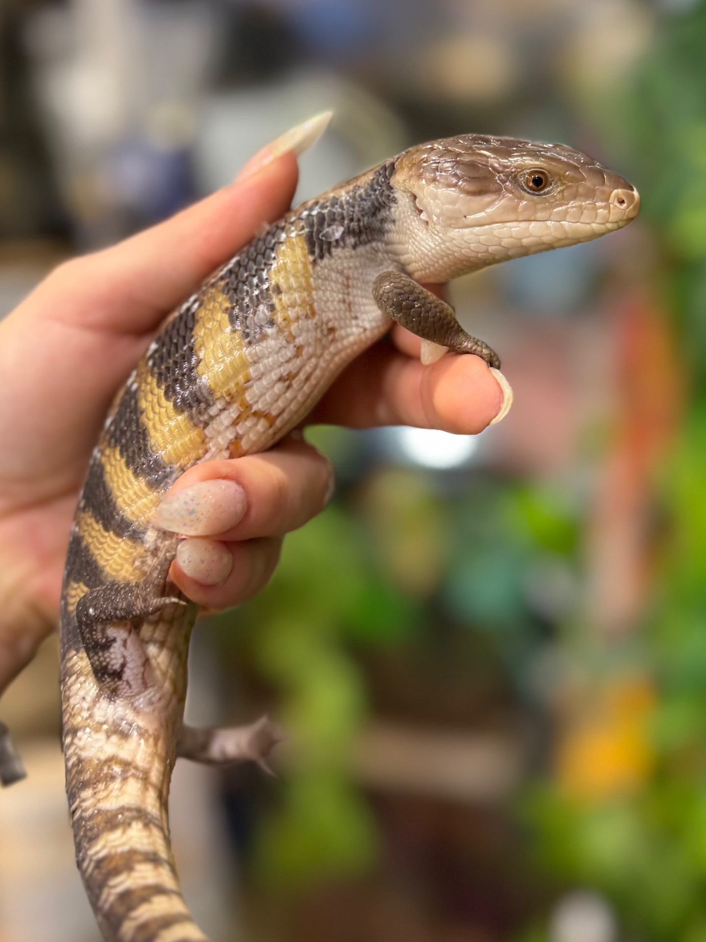 Синьоязикий сцинк-дивовижна рептилія