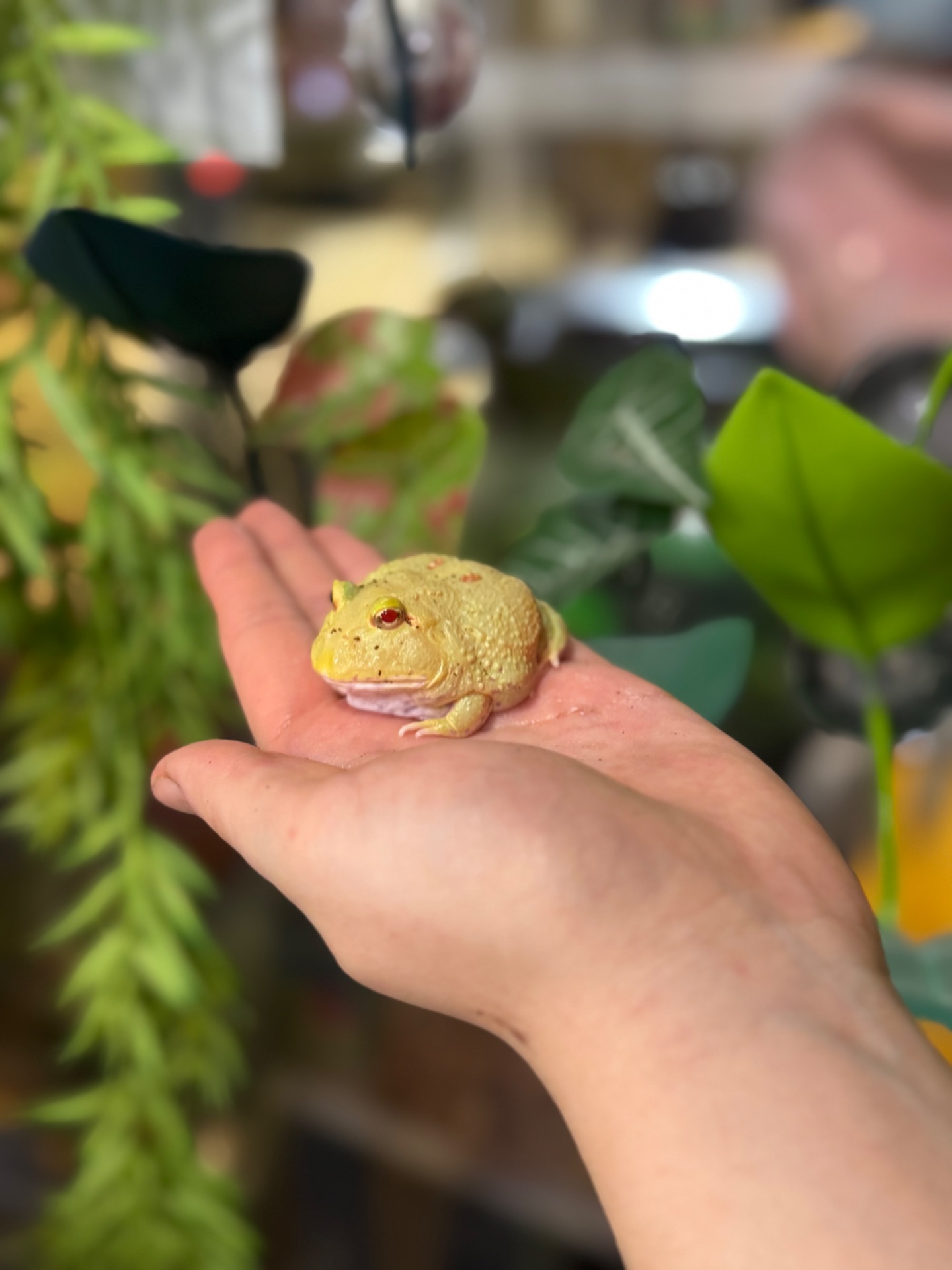 Жабка рогатка прикрашена, рогатка кранвелла