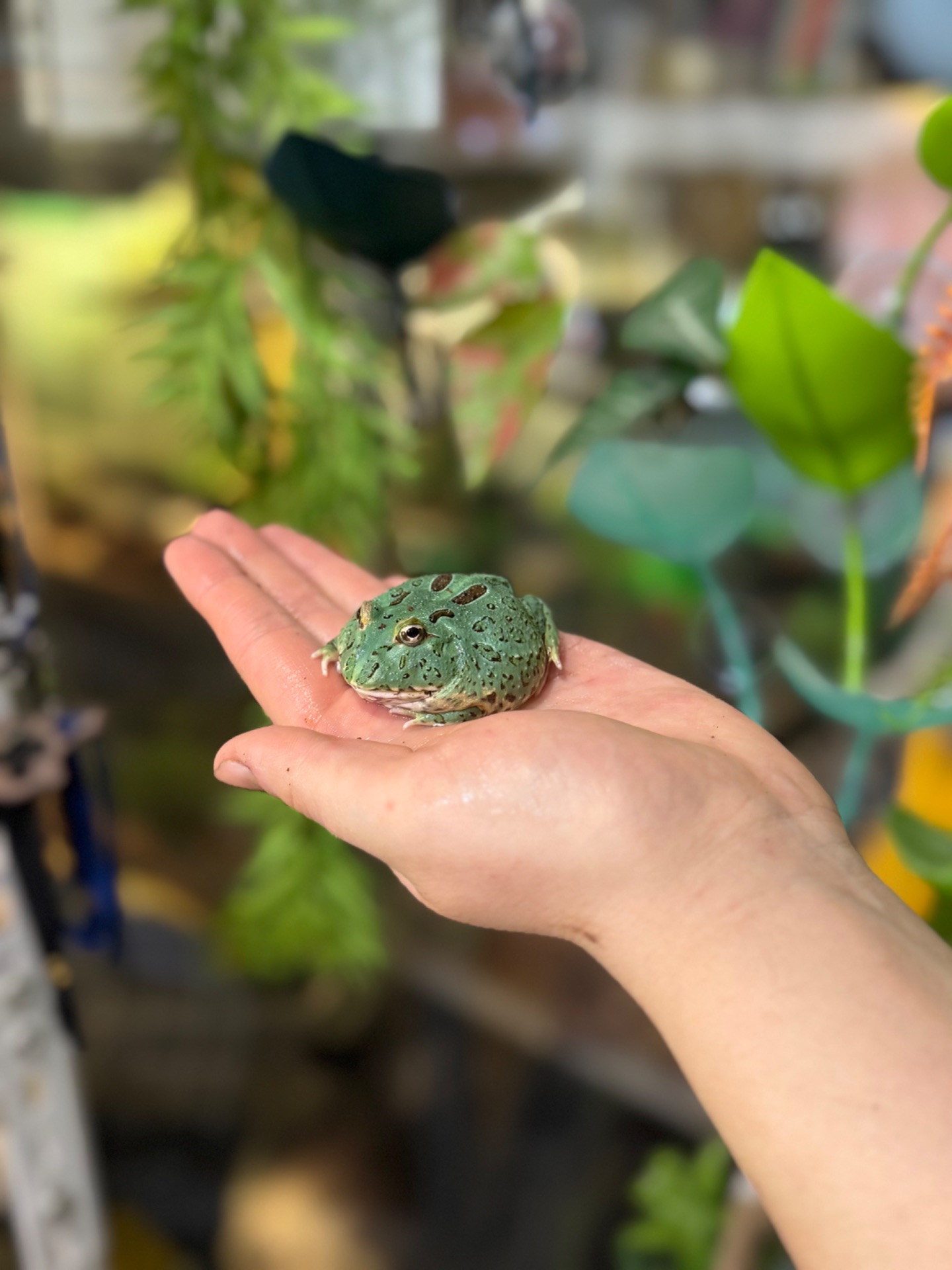 Жабка рогатка прикрашена, рогатка кранвелла