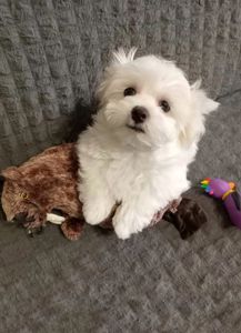 Щенки Мальтийской болонки, Мальтезе ПРЕМИУМ!