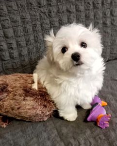 Щенки Мальтийской болонки, Мальтезе ПРЕМИУМ!