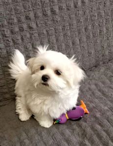 Щенки Мальтийской болонки, Мальтезе ПРЕМИУМ!