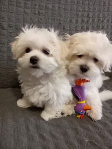 Щенки Мальтийской болонки, Мальтезе ПРЕМИУМ!