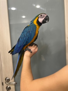 Пташеня Ара, найбільший папуга в світі