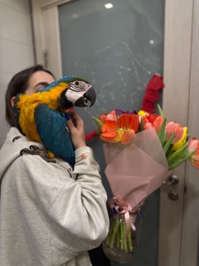 Пташеня Ара, найбільший папуга в світі