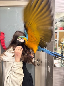 Пташеня Ара, найбільший папуга в світі