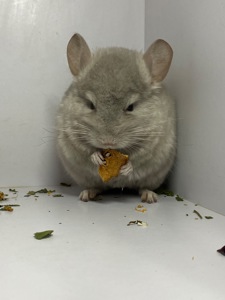 Шиншилла беж мальчик