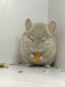 Шиншилла беж мальчик