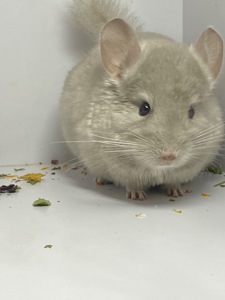 Шиншилла беж мальчик