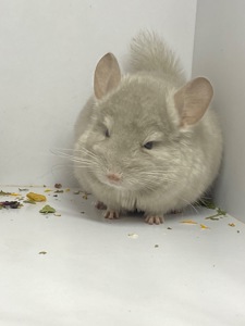 Шиншилла беж мальчик