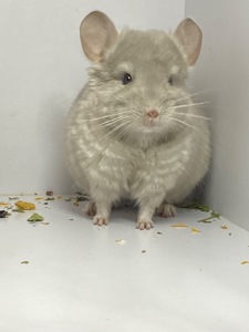 Шиншилла беж мальчик