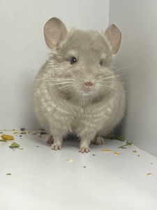 Шиншилла беж мальчик