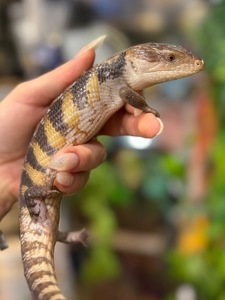 Синьоязикий сцинк-дивовижна рептилія