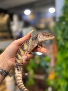 Синьоязикий сцинк-дивовижна рептилія