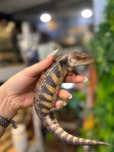 Синьоязикий сцинк-дивовижна рептилія