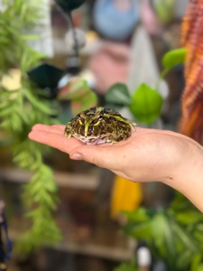 Жабка рогатка прикрашена, рогатка кранвелла