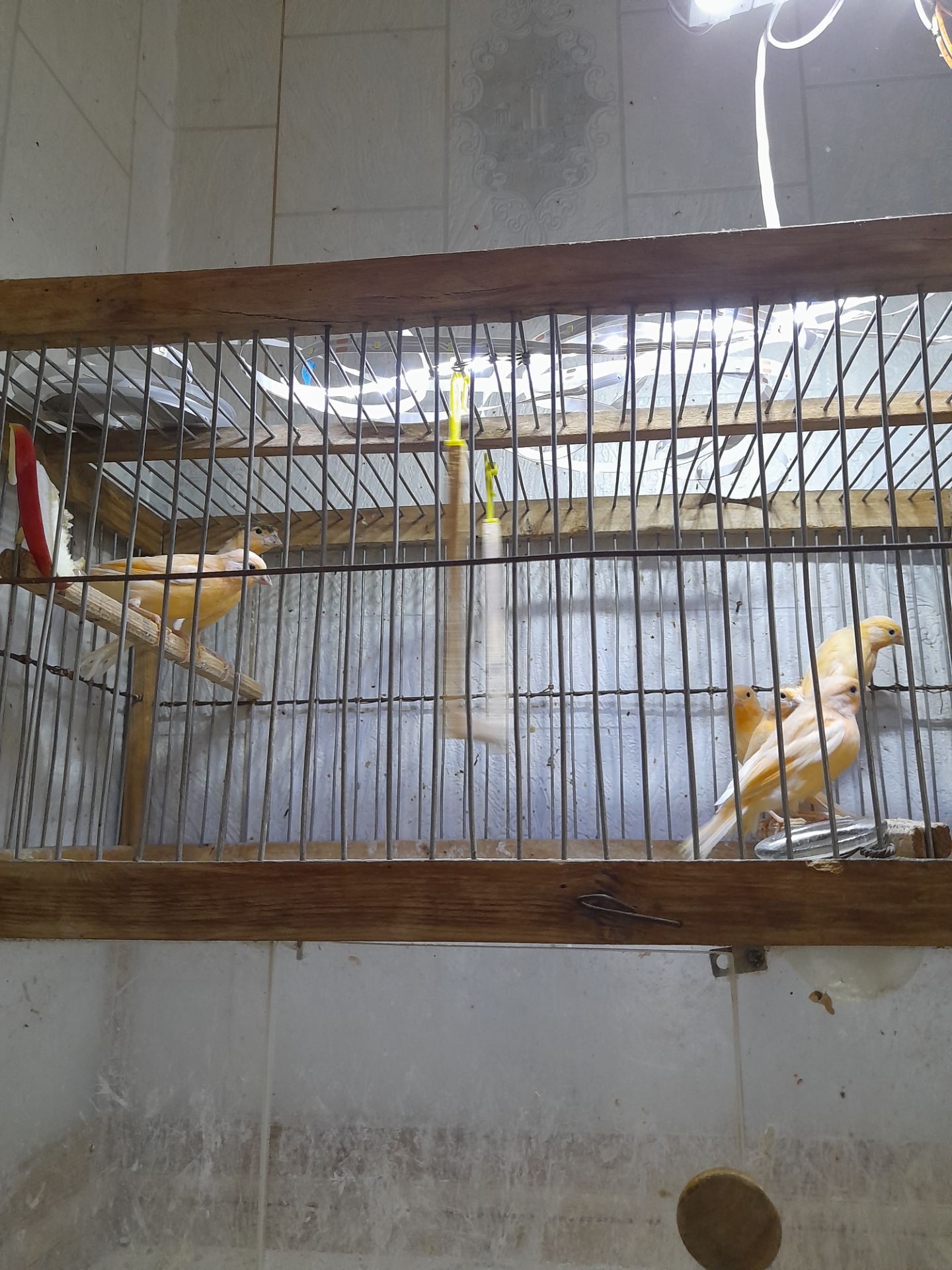 Елитные птенцы от красных канареек