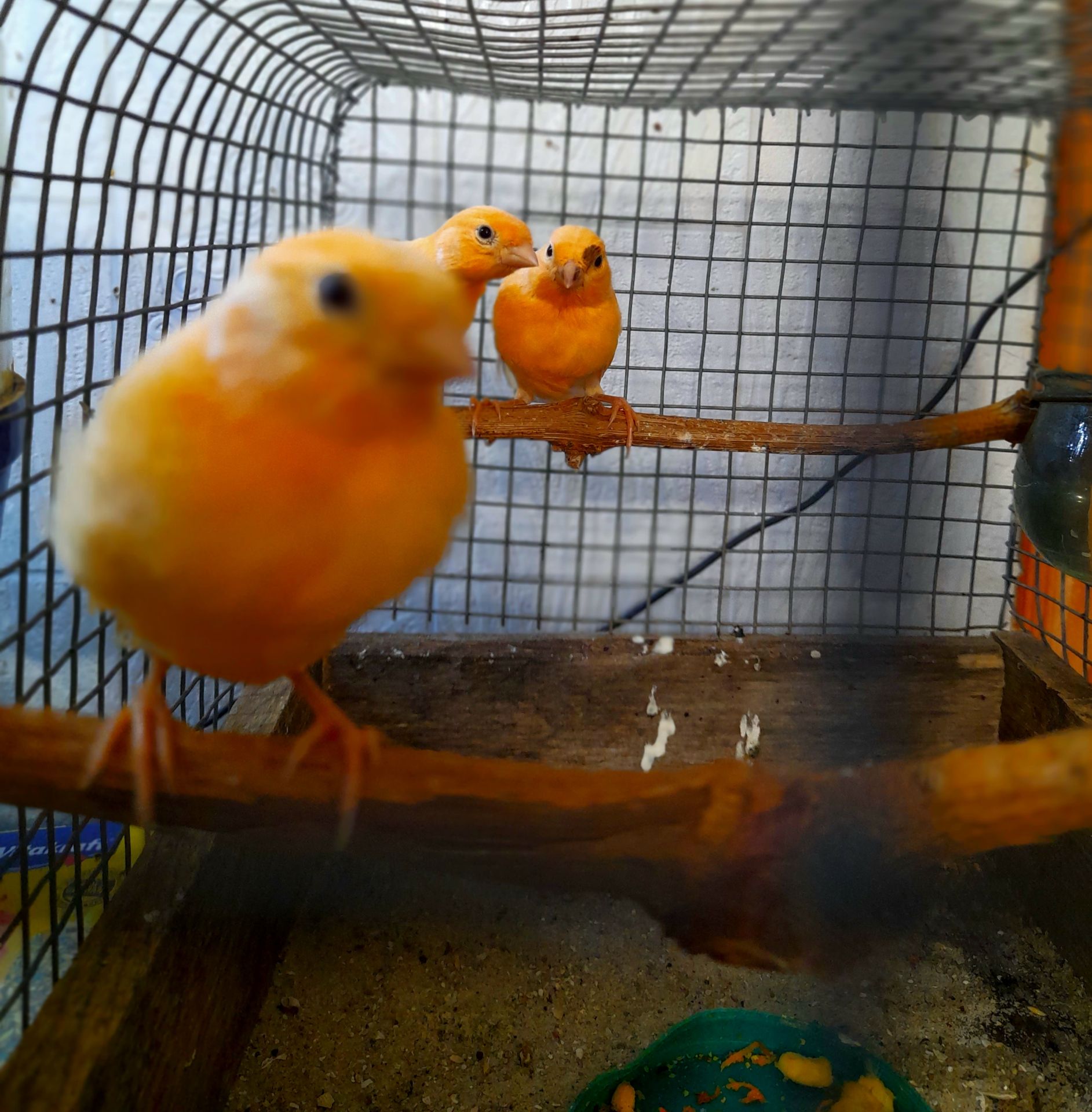 Елитные птенцы от красных канареек