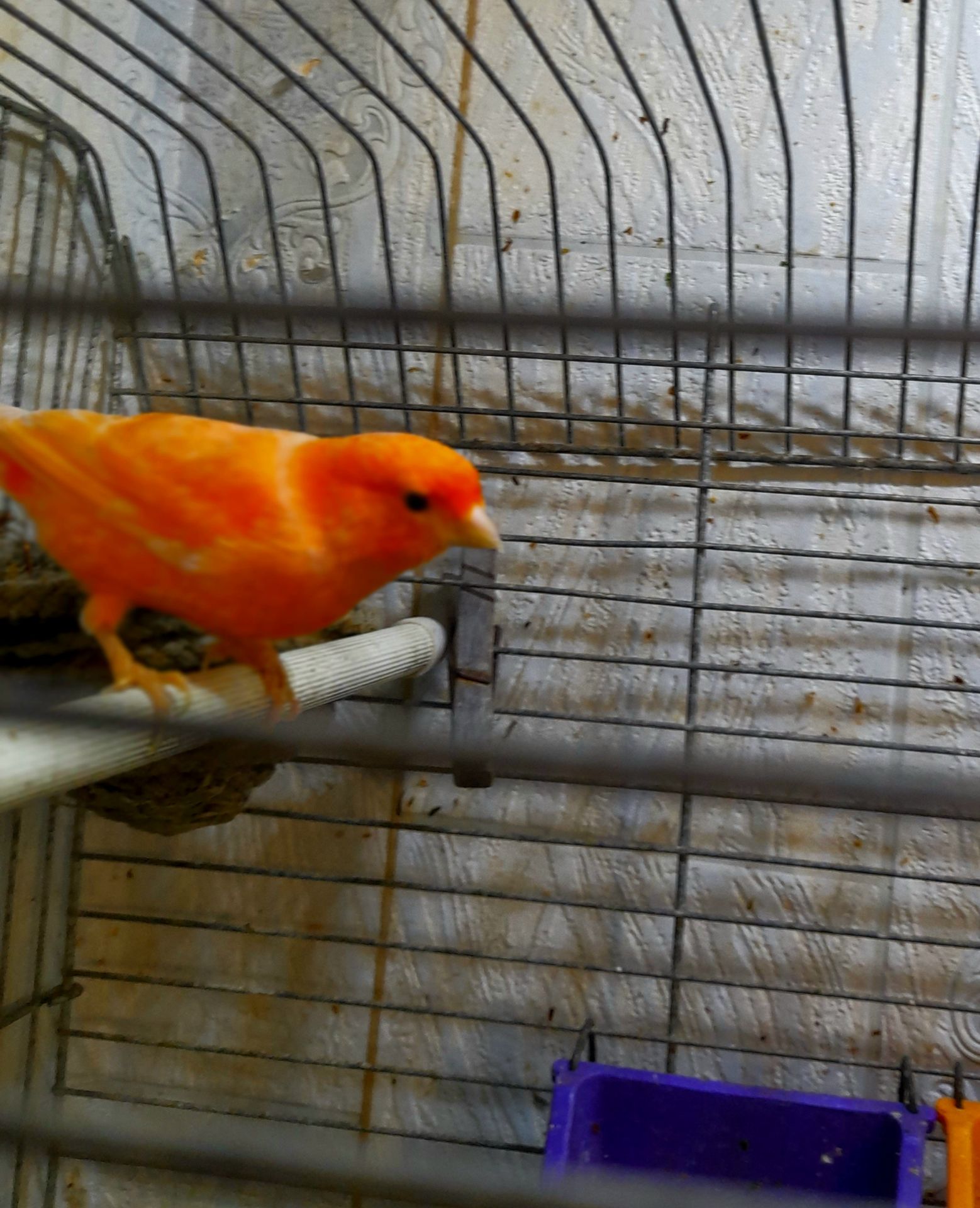 Елитные птенцы от красных канареек