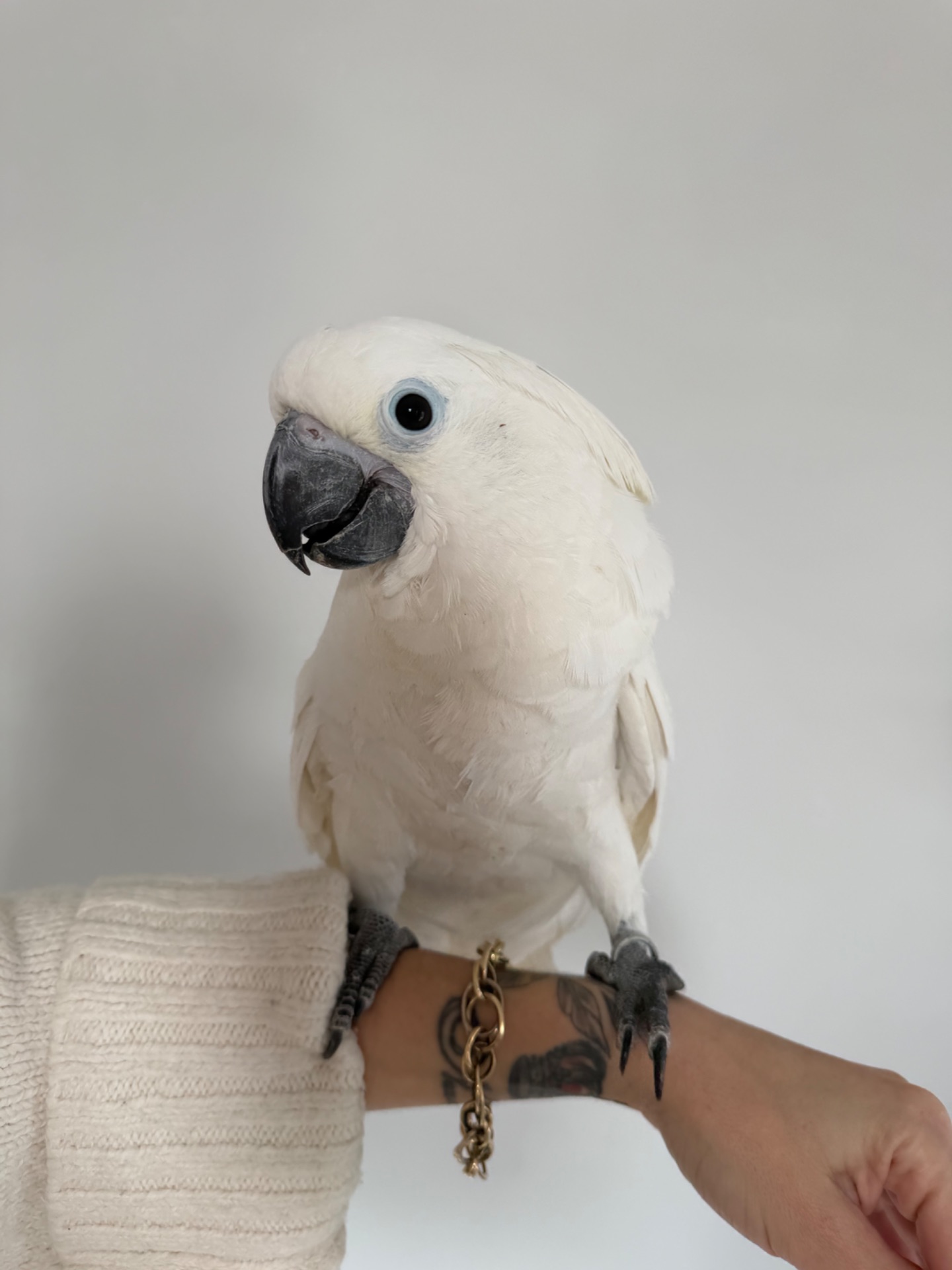 Какаду Альба