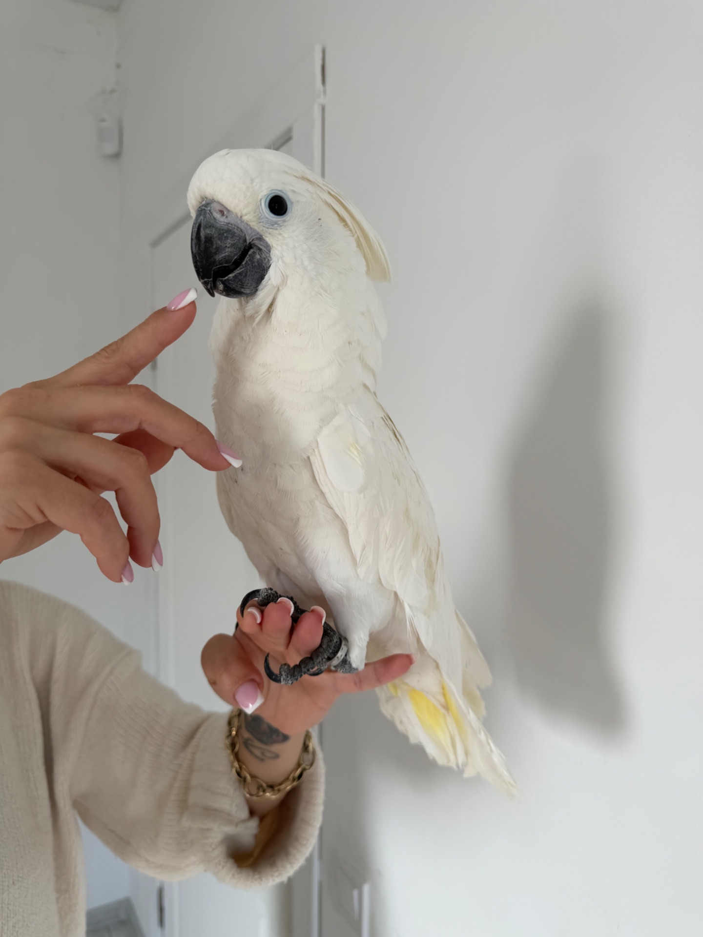 Какаду Альба